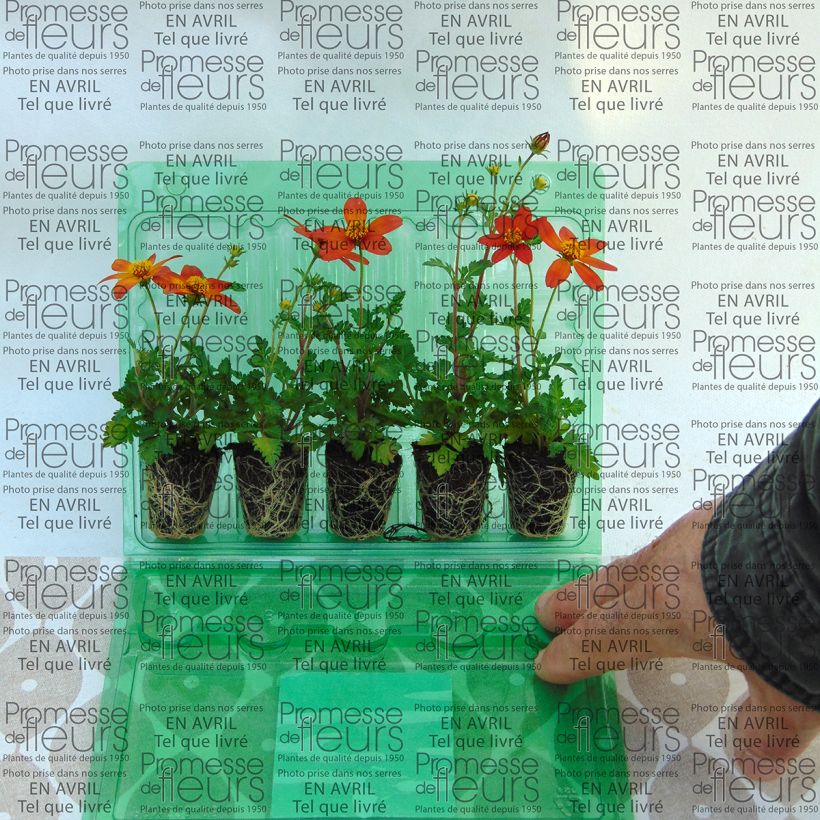 Exemplo de amostra de Bidens Campfire Fireburst Mini-torrão Ø 3/4 cm tal como entregue