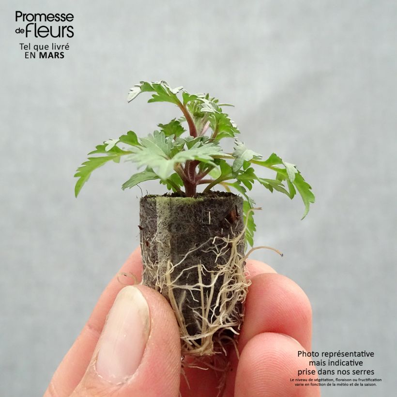 Amostra de Bidens Campfire Funny Honey Mini-torrão Ø 1,5/2,5 cm tal como entregue na primavera