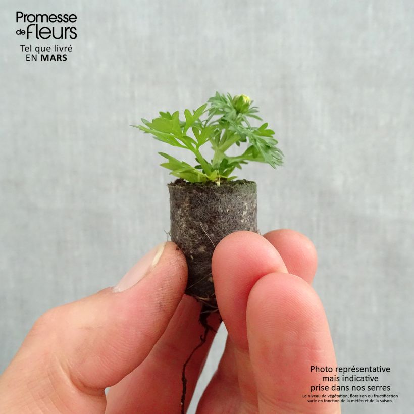 Amostra de Bidens Lemon Moon Mini-torrão Ø 1,5/2,5 cm tal como entregue na primavera