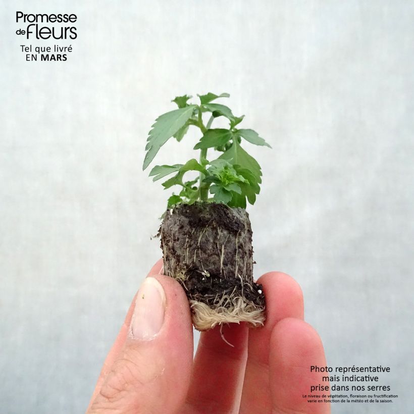 Amostra de Bidens Pirate's Pearl Mini-torrão Ø 3/4 cm tal como entregue na primavera