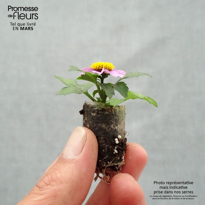 Amostra de Bidens Stoplight Mini-torrão Ø 1,5/2,5 cm tal como entregue na primavera