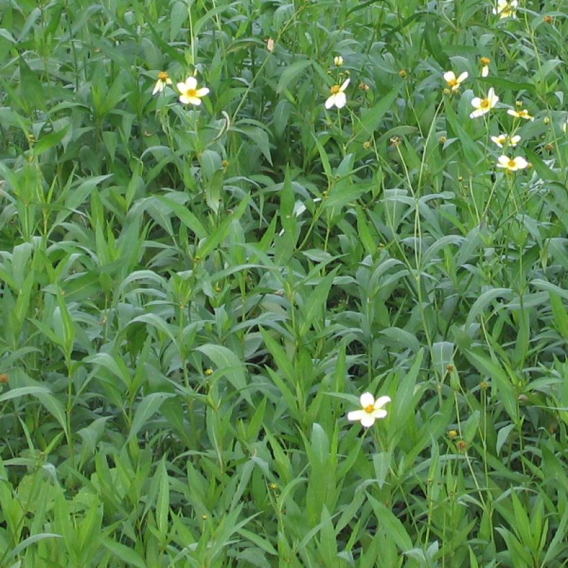Bidens aurea (Folhagem)