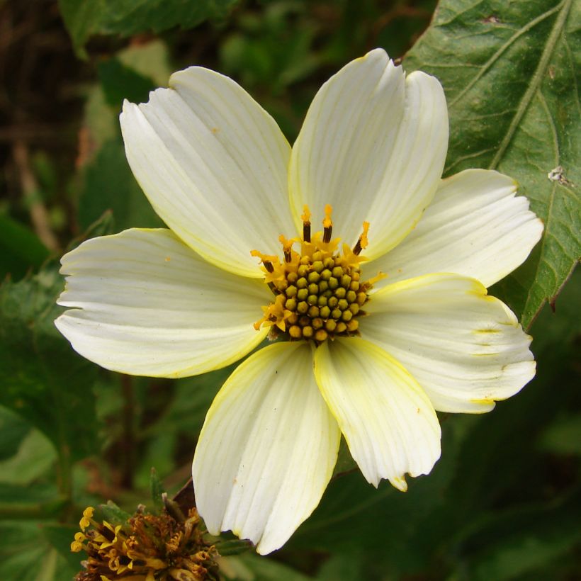 Bidens aurea (Floração)