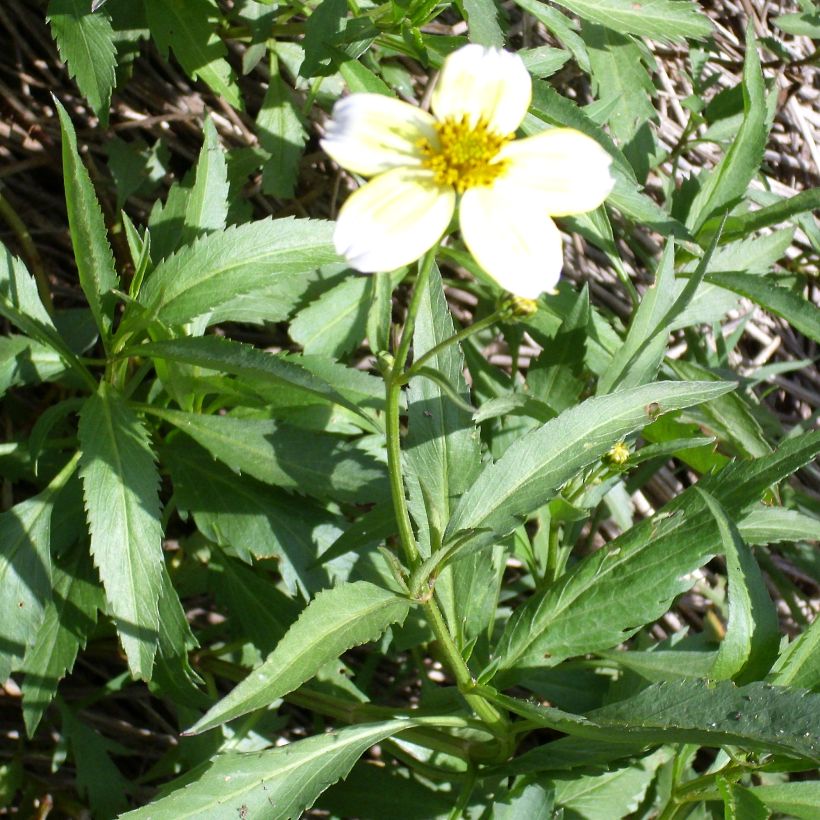 Bidens aurea (Hábito)