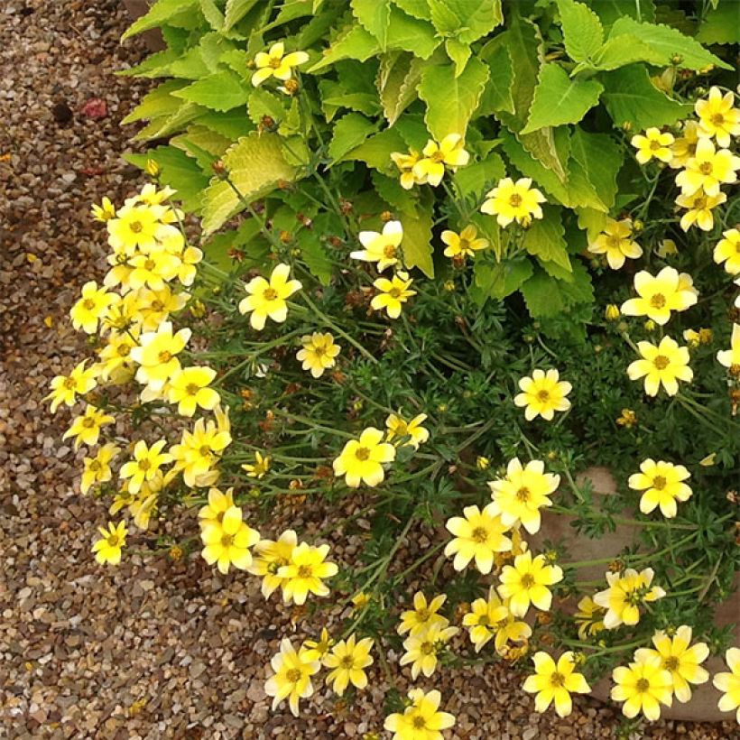 Bidens ferulifolia Lemon Moon (Hábito)