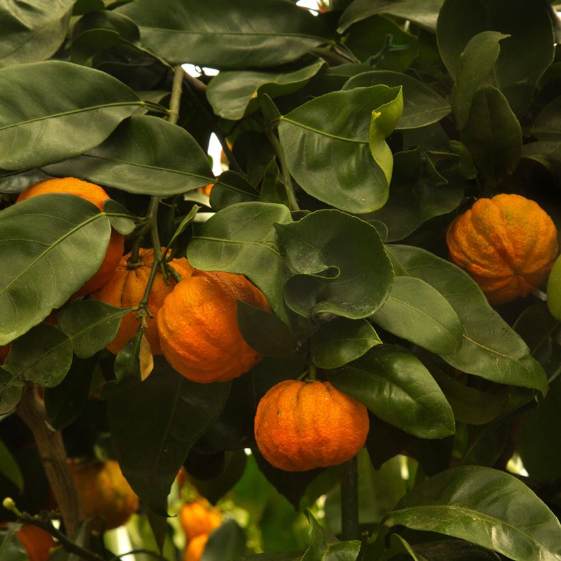 Laranjeira-azeda Bouquet de Fleur - Citrus aurantium (Colheita)