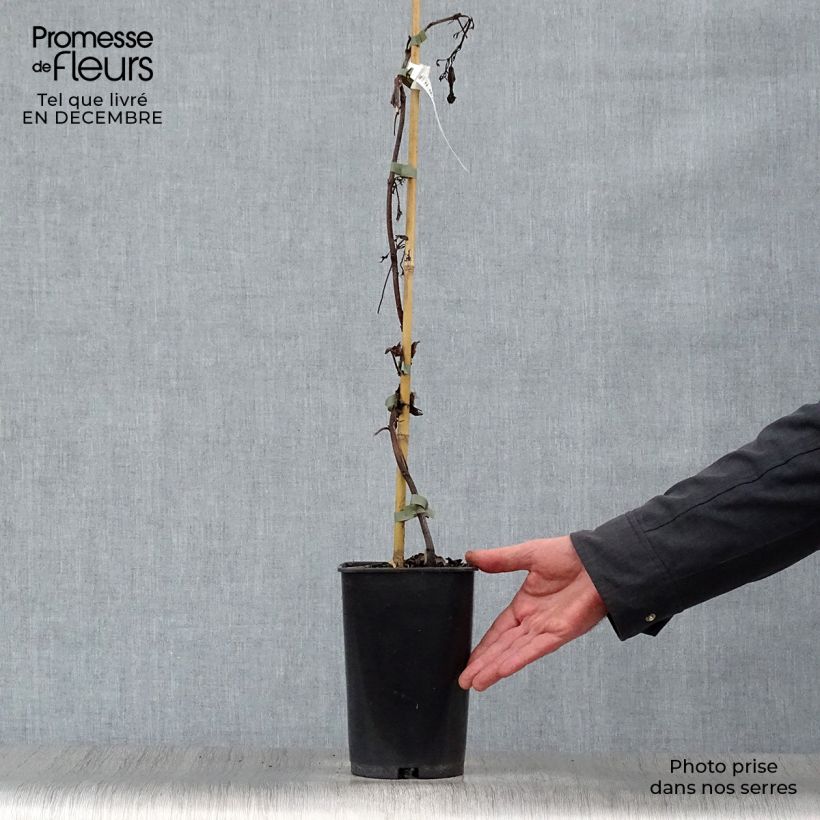 Amostra de Bignone - Campsis tagliabuana Summer Jazz Gold Vaso de 2 L/3 L tal como entregue no inverno