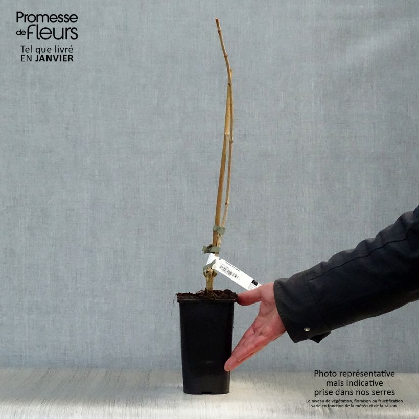 Amostra de Bignone - Campsis tagliabuana Madame Galen Vaso de 1 L/1,5 L tal como entregue no inverno