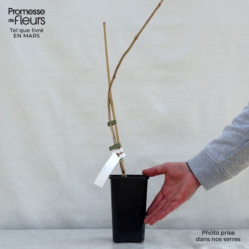 Amostra de Bignónia Madame Galen Vaso de 1 L/1,5 L tal como entregue na primavera