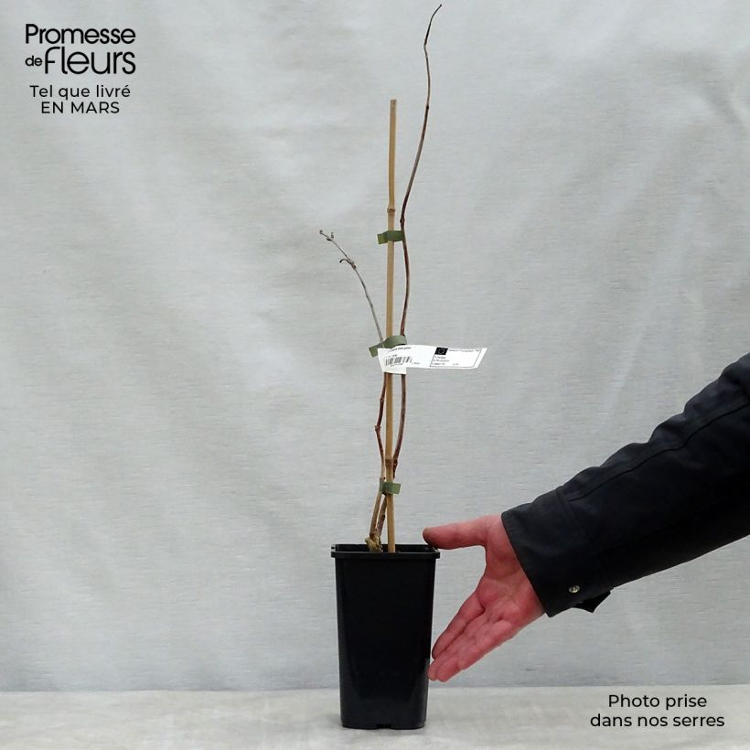 Amostra de Bignónia Madame Galen Vaso de 2 L/3 L tal como entregue na primavera