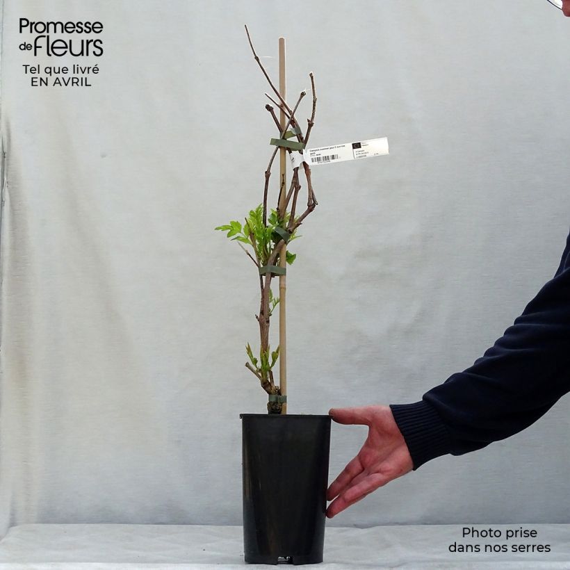 Amostra de Bignónia Summer Jazz Fire Vaso de 2 L/3 L tal como entregue na primavera