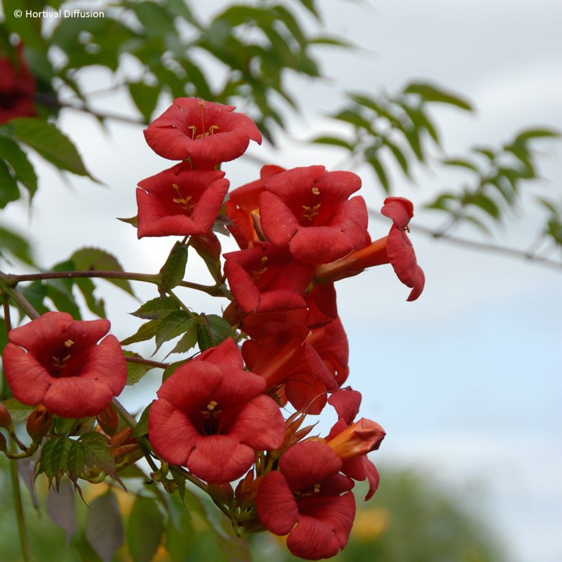 Bignónia Ebony & Red (Floração)