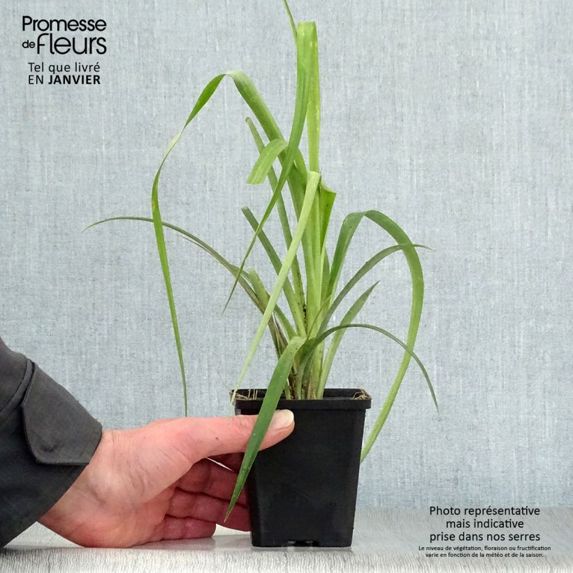 Amostra de Billbergia nutans Vaso de 7/8 cm tal como entregue no inverno