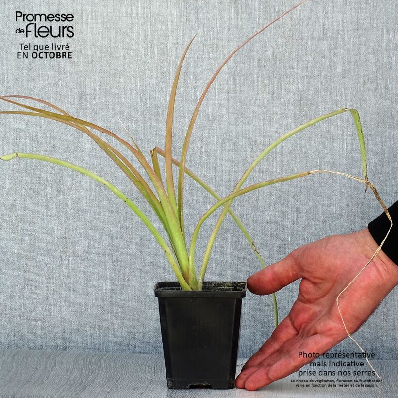 Amostra de Billbergia nutans Vaso de 7/8 cm tal como entregue no outono