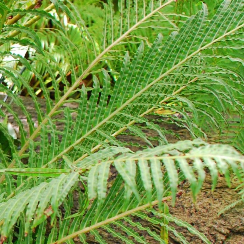 Blechnum brasiliense Volcano (Folhagem)