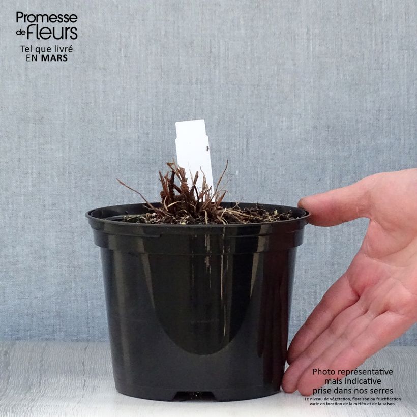 Amostra de Blechnum brasiliense Volcano Vaso de 2 L/3 L tal como entregue na primavera