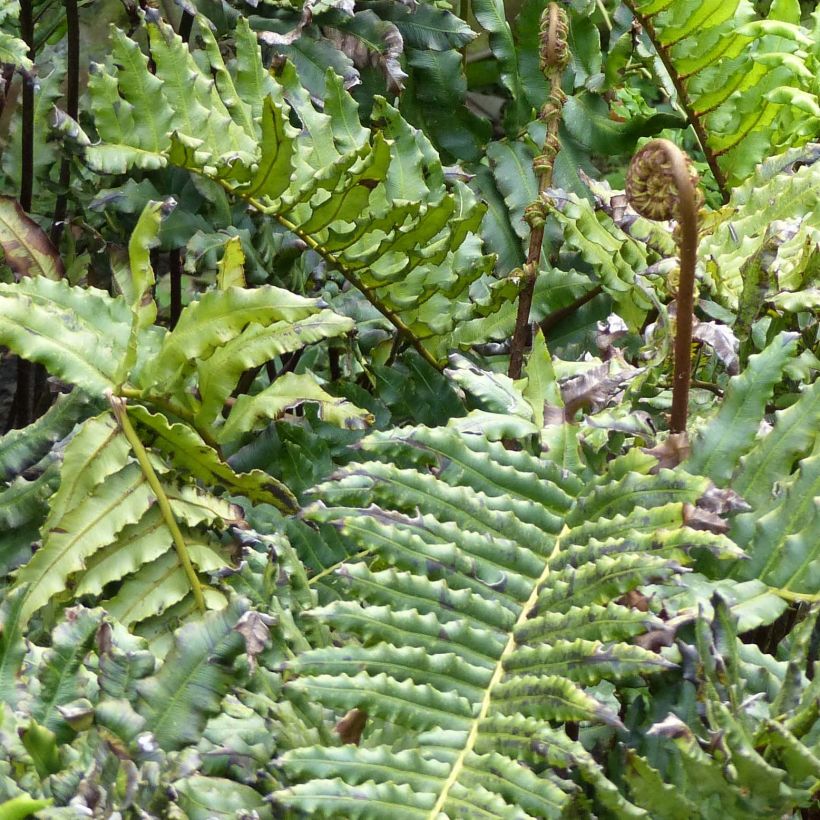 Blechnum chilense (Folhagem)