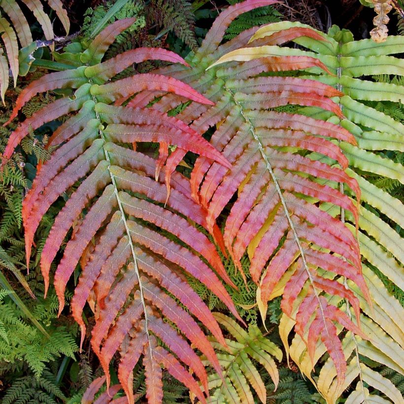 Blechnum novae (Folhagem)