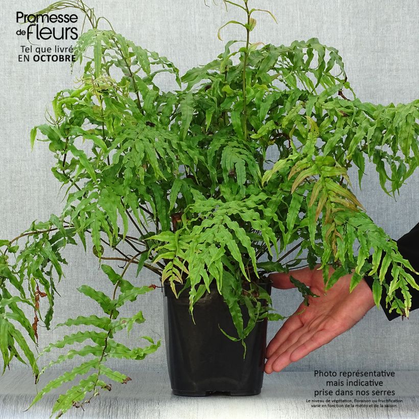 Amostra de Blechnum novae Vaso de 3 L/4 L tal como entregue no outono