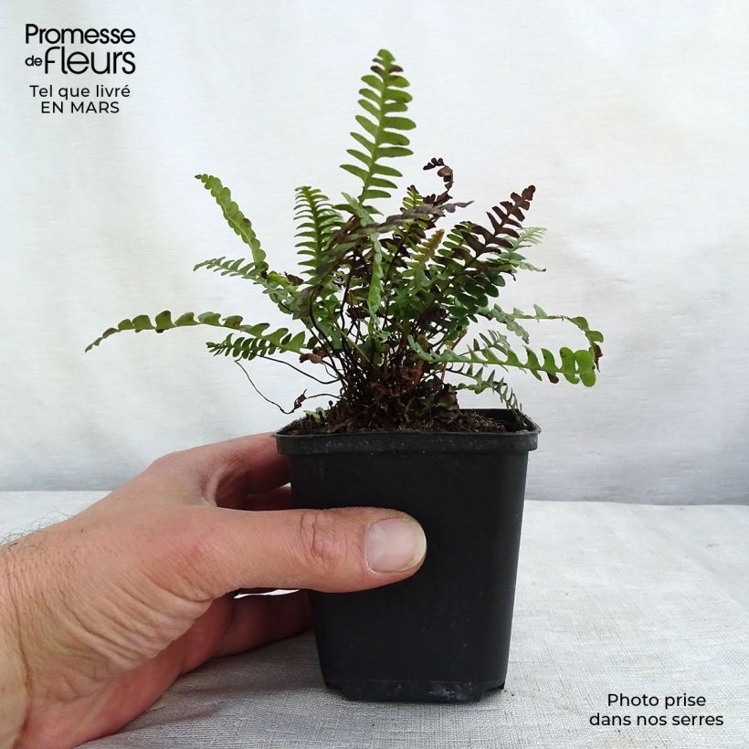 Amostra de Blechnum penna-marina - Fougère Vaso de 8/9 cm tal como entregue no inverno
