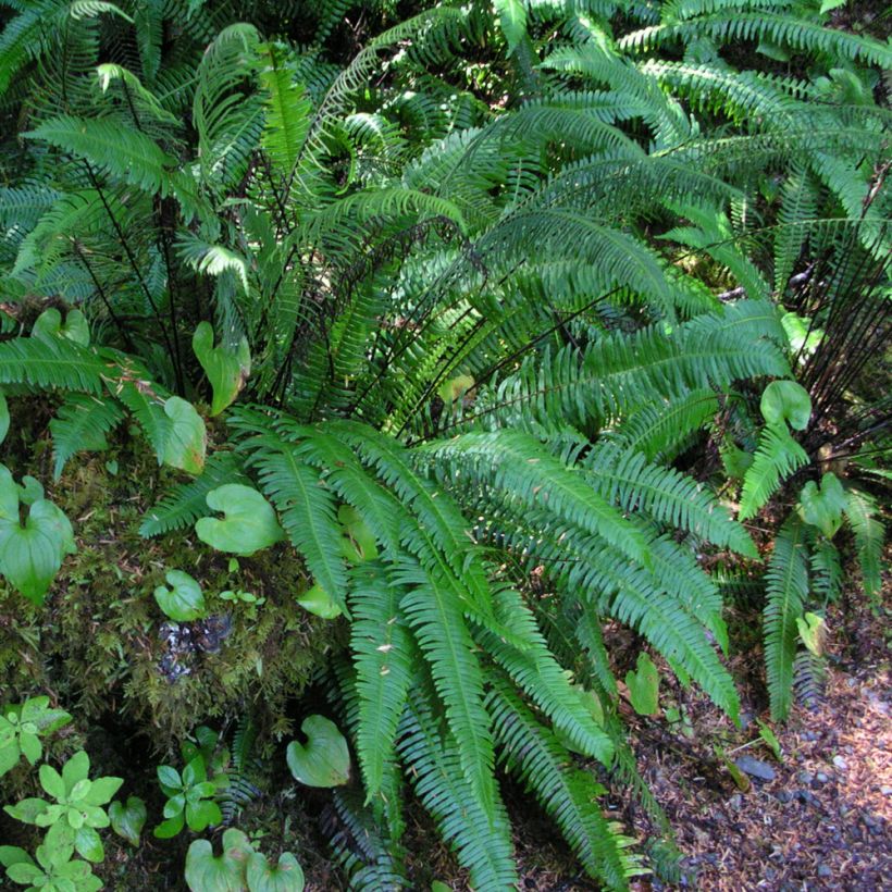 Blechnum spicant (Hábito)