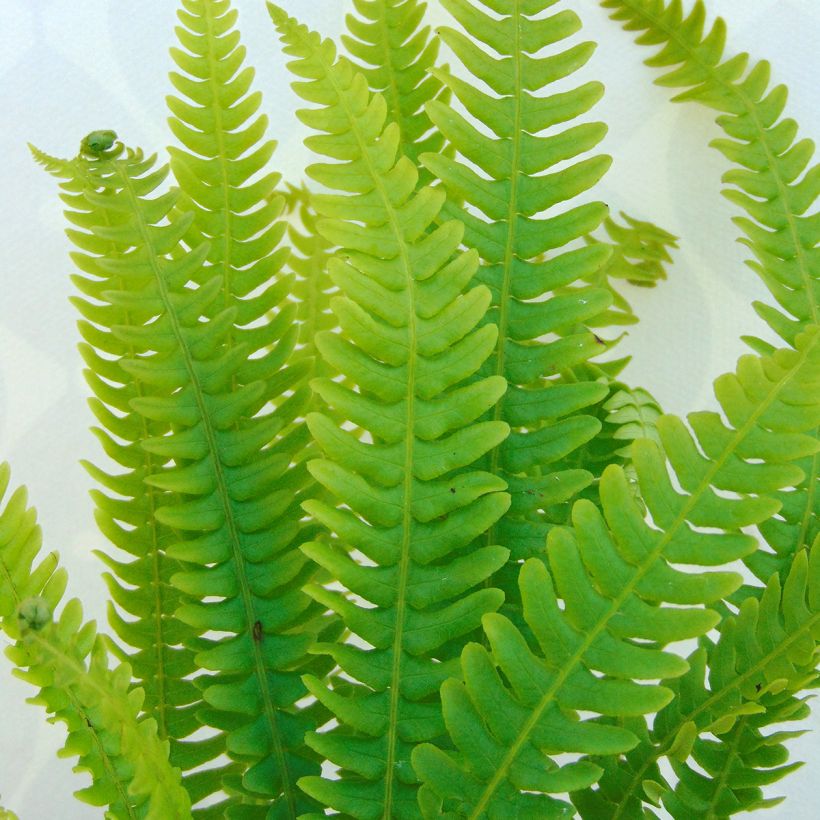 Blechnum spicant (Folhagem)