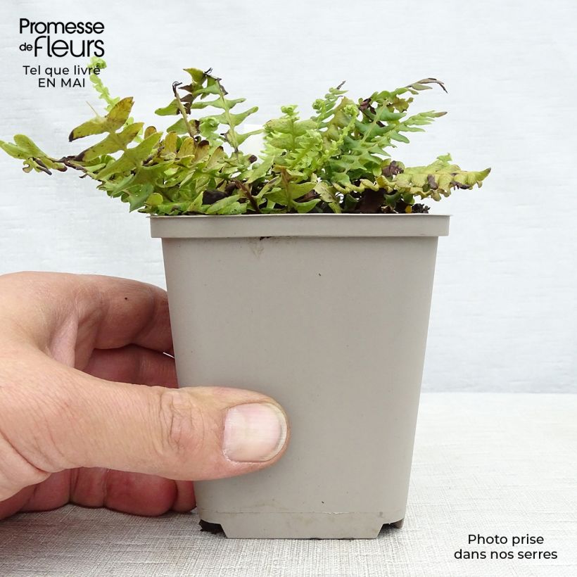 Amostra de Blechnum spicant Vaso de 8/9 cm tal como entregue na primavera