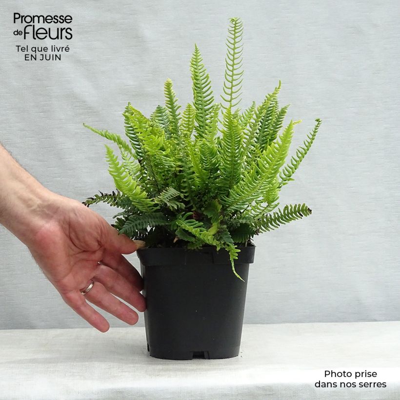 Amostra de Blechnum spicant Vaso de 8/9 cm tal como entregue no verão