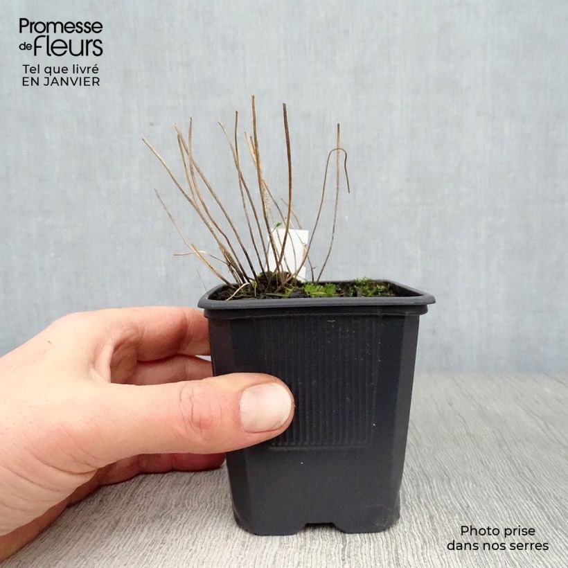 Amostra de Blechnum spicant -  Fougère pectinée Vaso de 8/9 cm tal como entregue no inverno