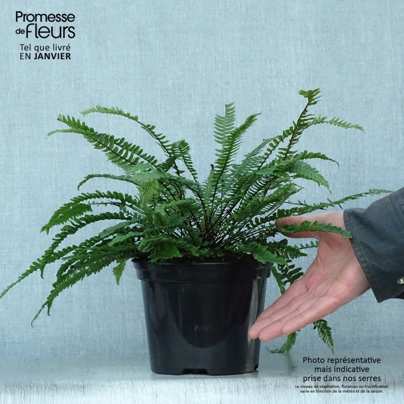 Amostra de Blechnum spicant -  Fougère pectinée Vaso de 2 L/3 L tal como entregue no inverno