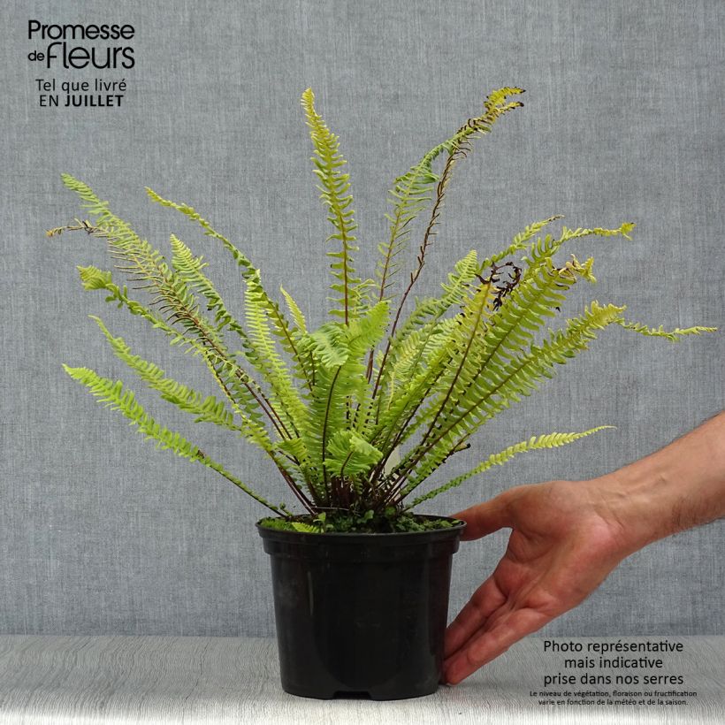 Amostra de Blechnum spicant Vaso de 2 L/3 L tal como entregue no verão