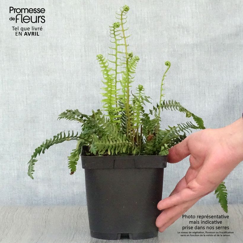 Amostra de Blechnum spicant Vaso de 2 L/3 L tal como entregue na primavera