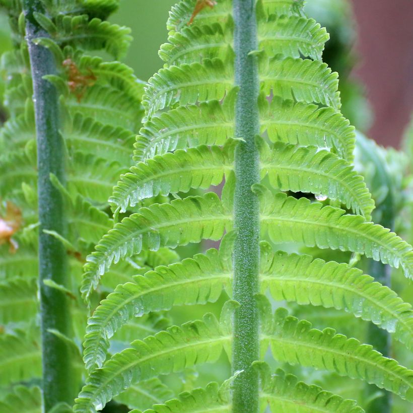 Blechnum discolor (Folhagem)
