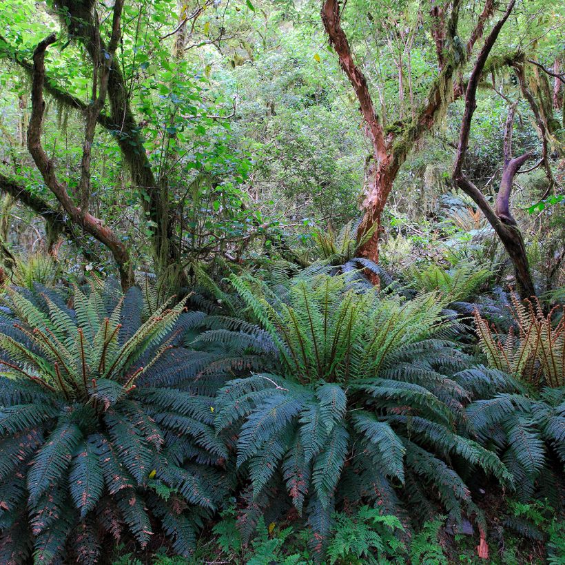Blechnum discolor (Hábito)