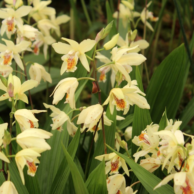 Bletilla ochracea (Hábito)