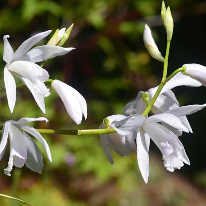 Bletilla striata Alba Variegata (Floração)