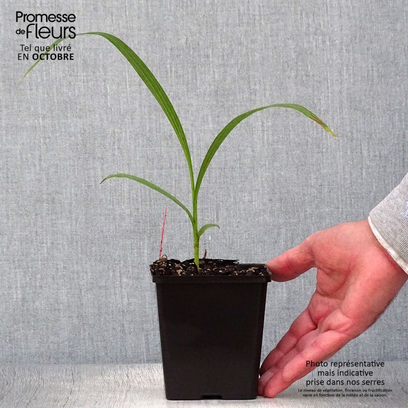 Amostra de Bletilla striata Kuchi Vaso de 8/9 cm Calibre I tal como entregue no outono