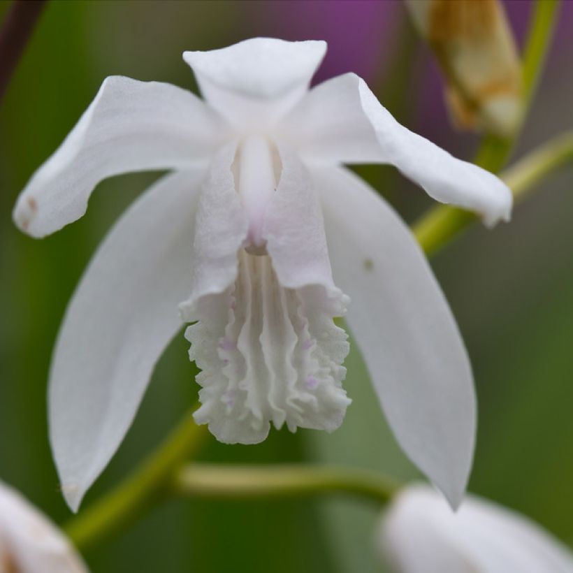 Bletilla striata f. gebina (Floração)