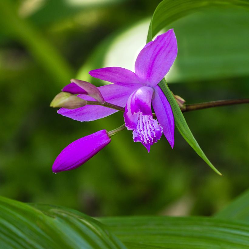 Bletilla striata Purple (Floração)