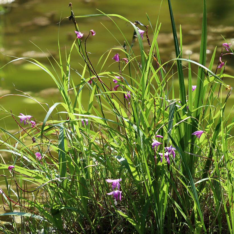Bletilla striata Purple (Hábito)
