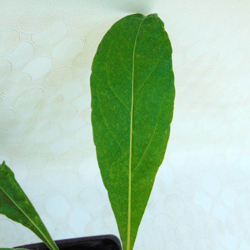 Centáurea montana (Folhagem)