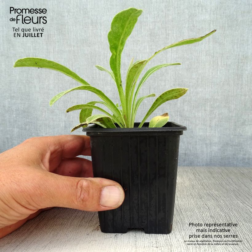 Amostra de Centáurea montana Vaso de 7/8 cm tal como entregue no verão