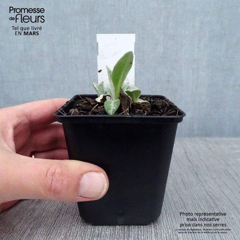 Amostra de Bleuet des Montagnes bleu - Centauree bleue Montana Coerulea Vaso de 8/9 cm tal como entregue no inverno