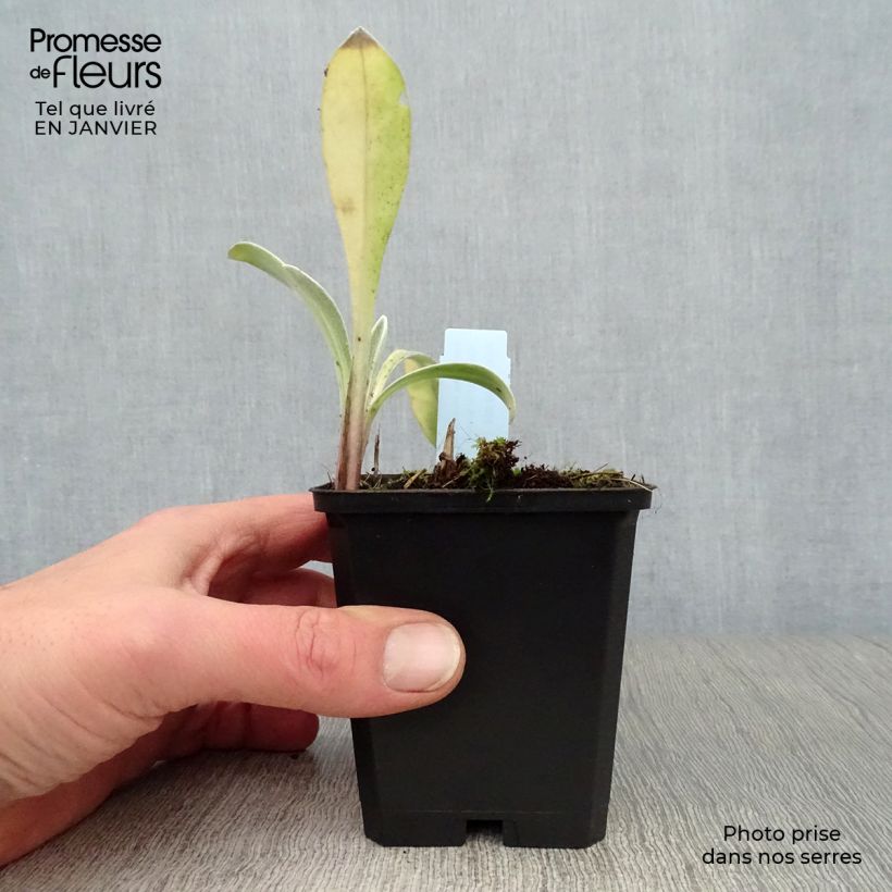 Amostra de Bleuet des montagnes - Centaurée montana Amethyst in Snow Vaso de 8/9 cm tal como entregue no inverno