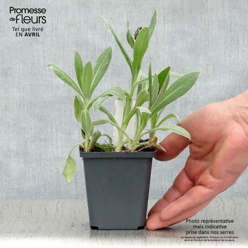 Amostra de Centáurea montana Amethyst in Snow Vaso de 8/9 cm tal como entregue na primavera