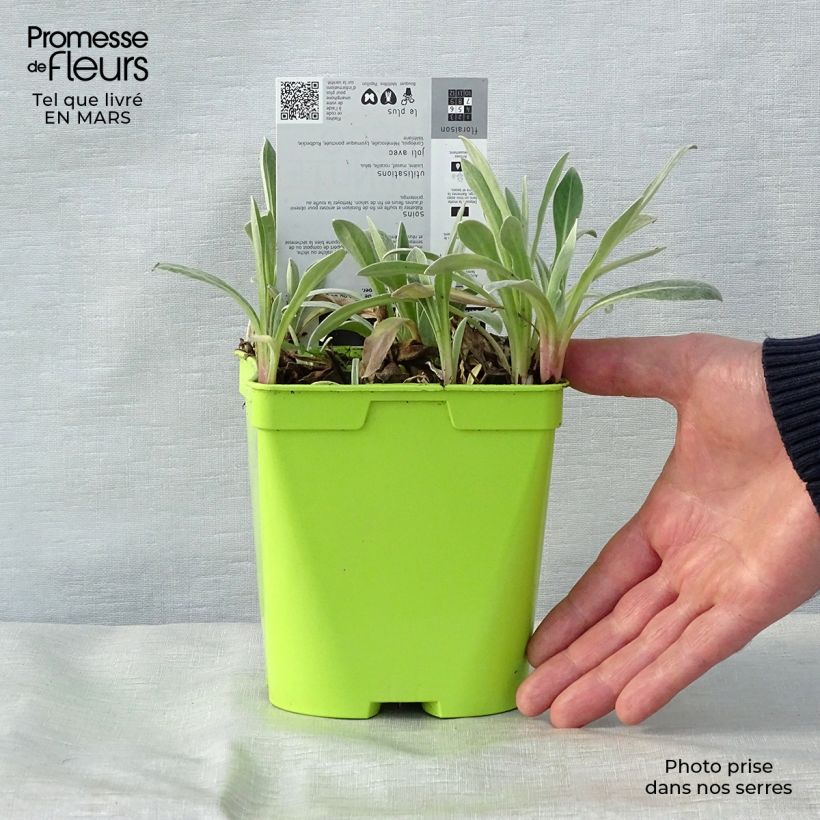 Amostra de Centáurea montana Amethyst in Snow Vaso de 1,5 L/2 L tal como entregue na primavera