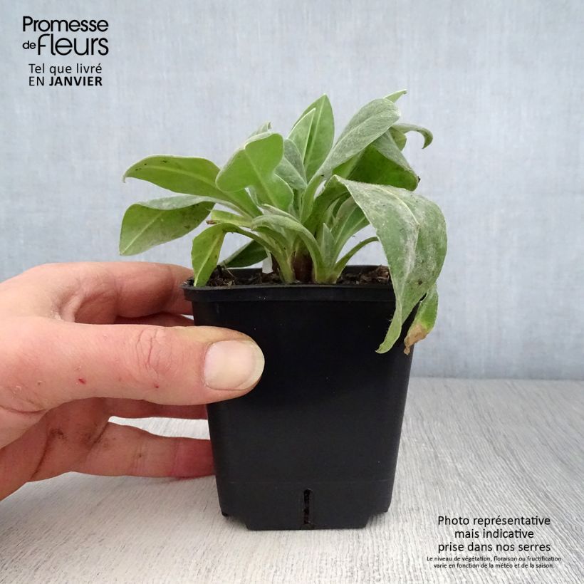 Amostra de Bleuet des montagnes Sulphurea - Centaurea montana Vaso de 8/9 cm tal como entregue no inverno