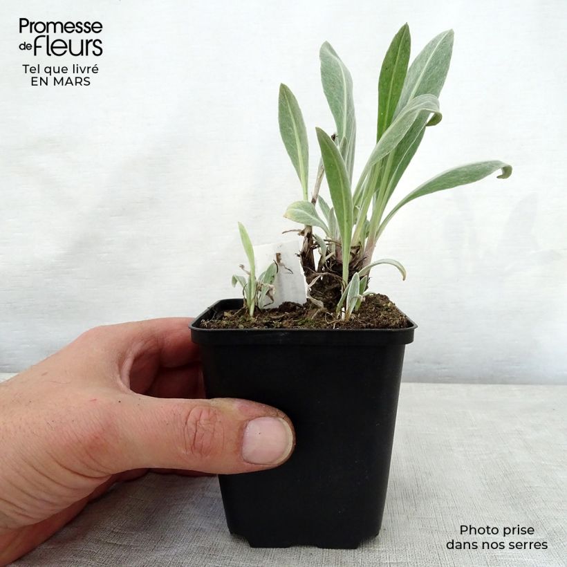 Amostra de Centáurea montana Sulphurea Vaso de 8/9 cm tal como entregue na primavera