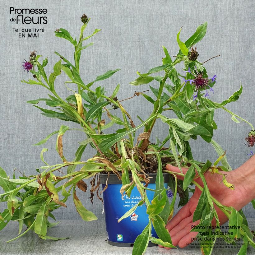 Amostra de Centáurea montana Sulphurea Vaso de 2 L/3 L tal como entregue na primavera