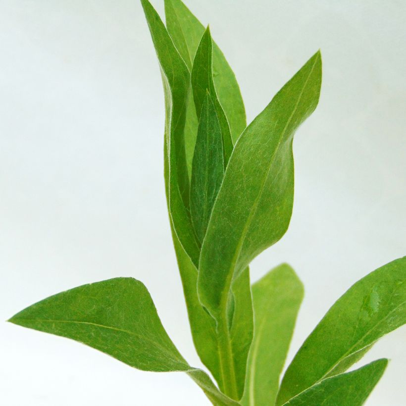 Centáurea montana Alba (Folhagem)